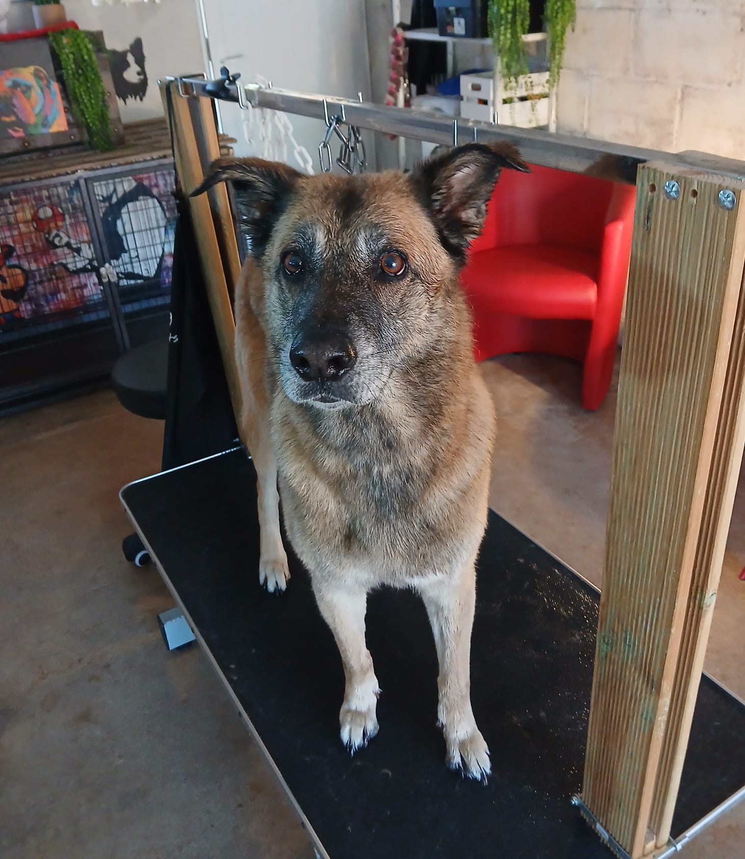Chien sur la table de toilettage du salon Chris'Toilettage à Vierzon