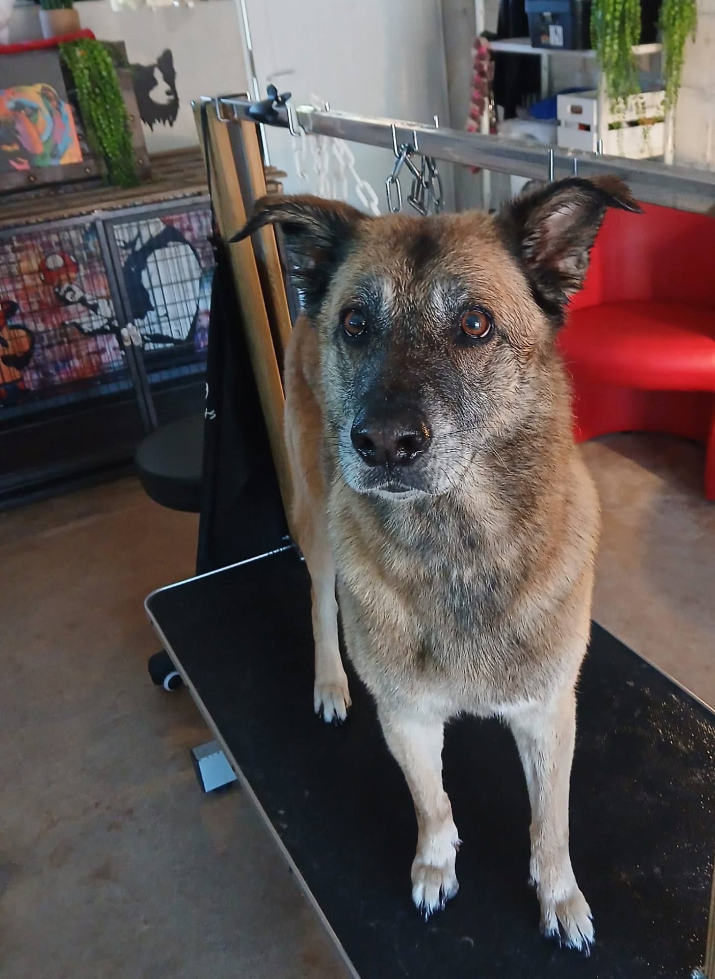 Berger belge malinois toiletté chez Chris'Toilettage à Vierzon