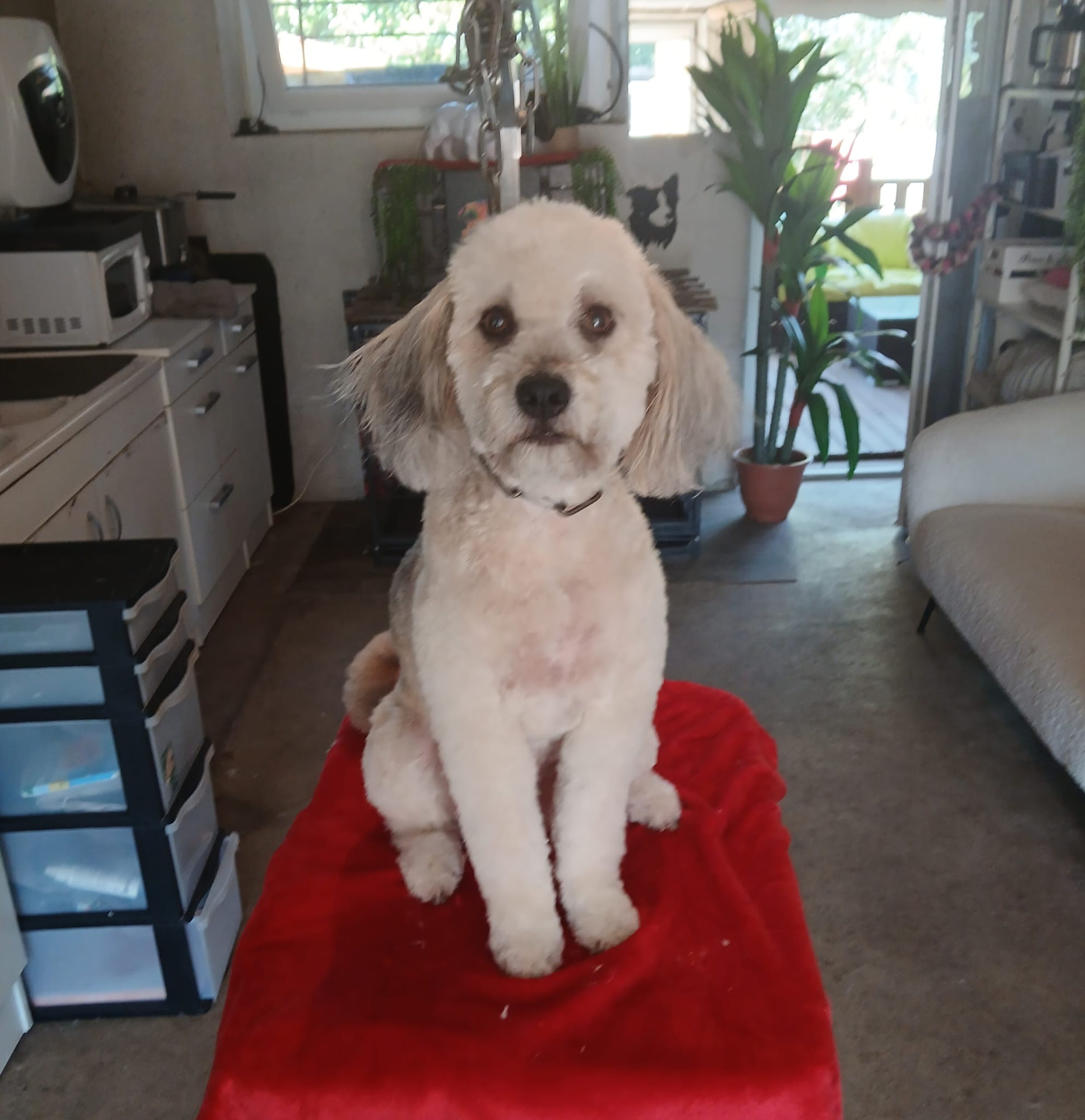 Chien toiletté chez Chris'Toilettage à Vierzon