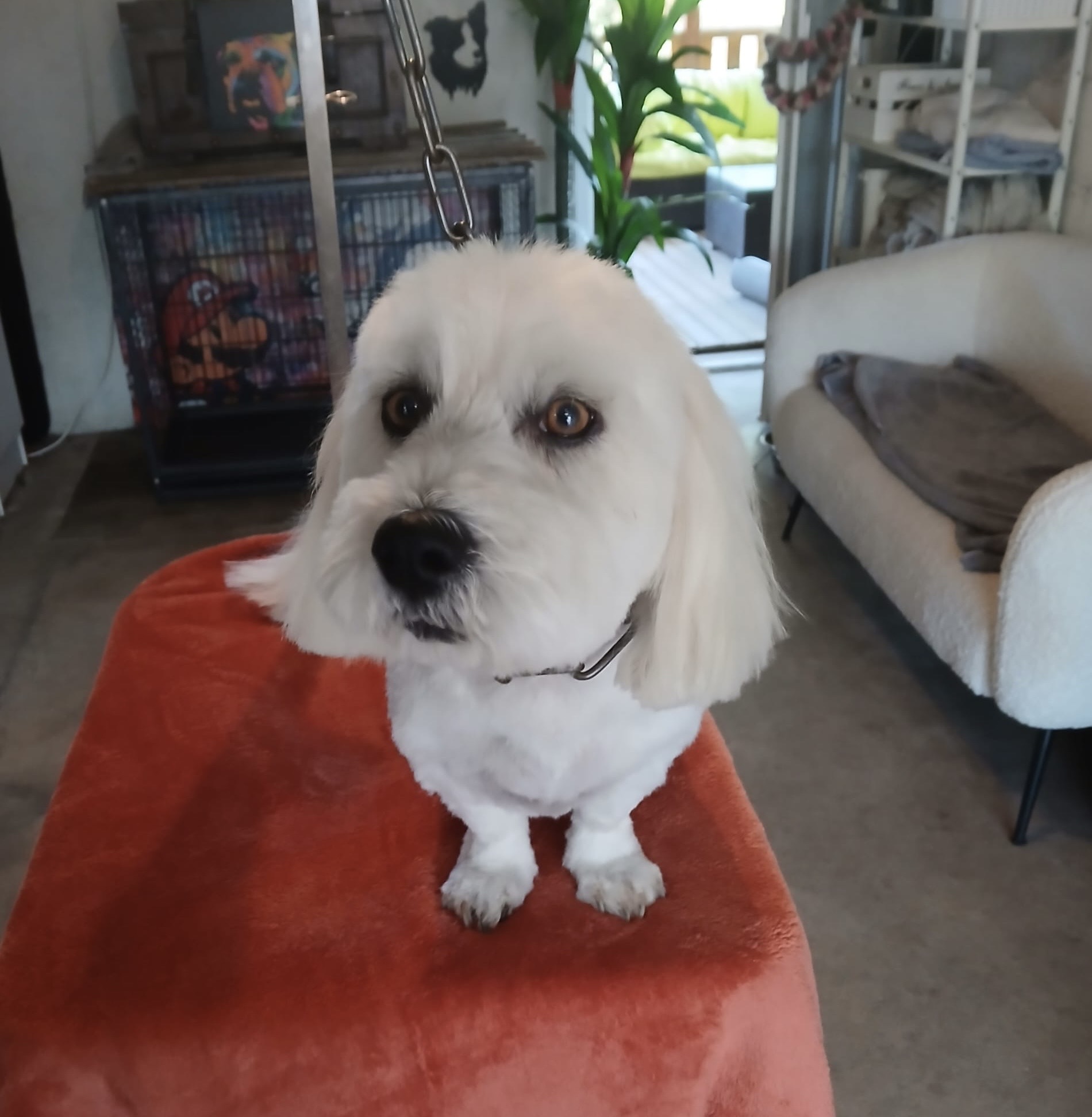 Toilettage soigné d'un chien à Vierzon