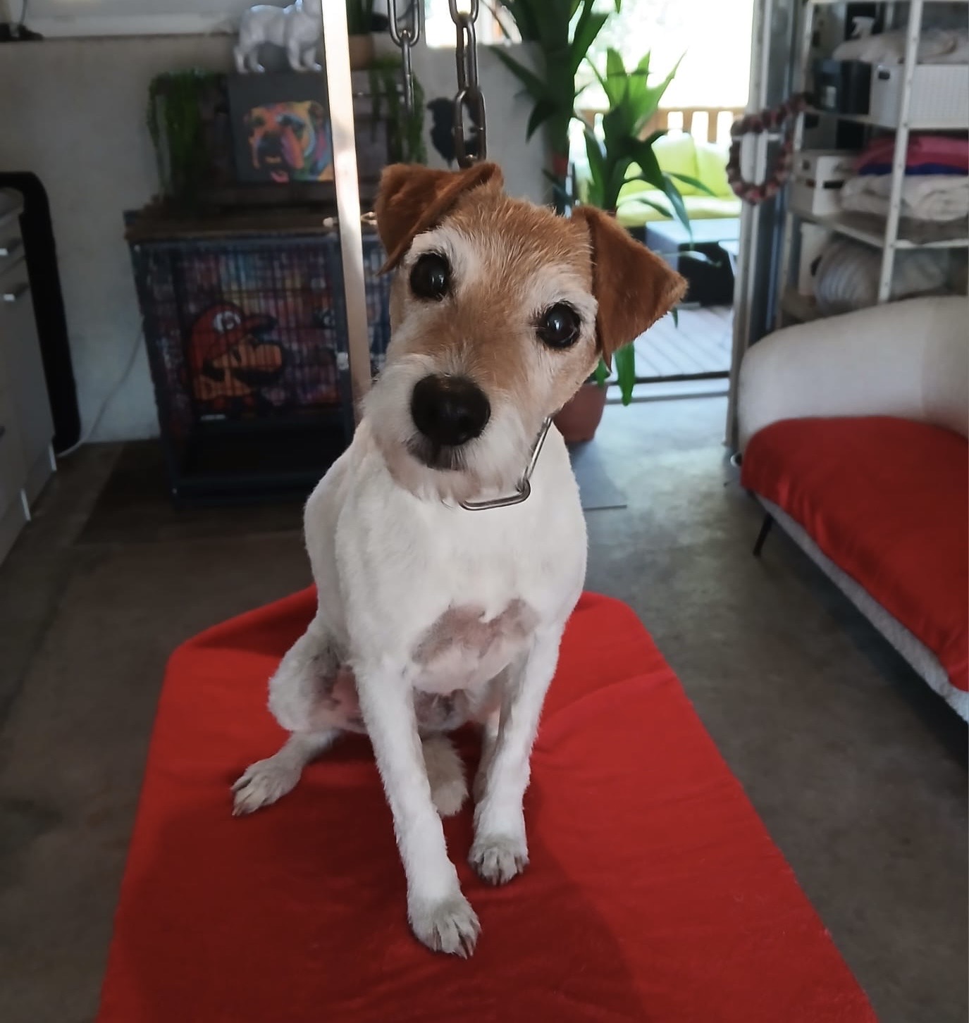 Chien après séance de toilettage à Vierzon