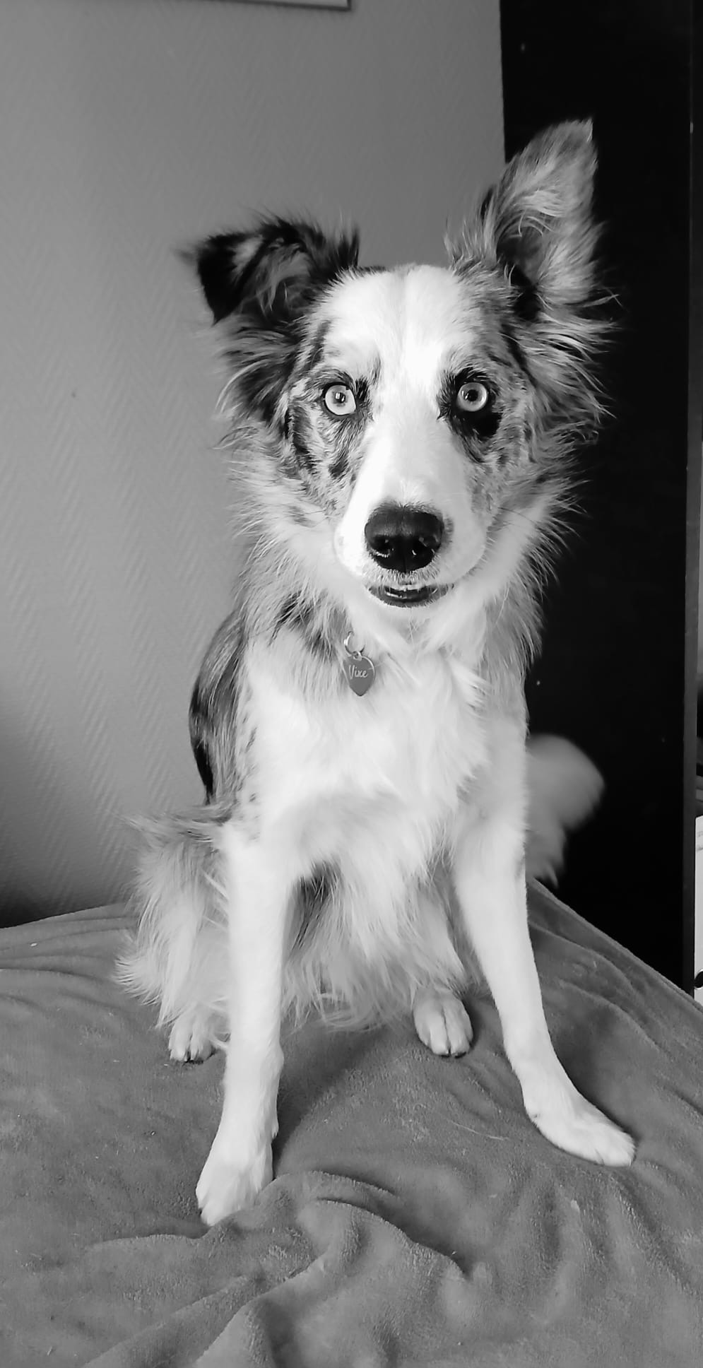 Chien toiletté par Chris'Toilettage à Vierzon
